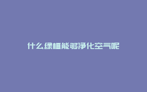 什么绿植能够净化空气呢