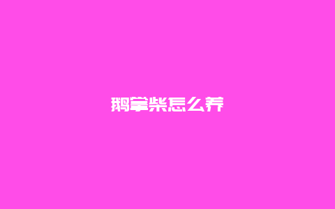 鹅掌柴怎么养