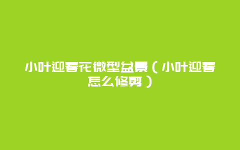 小叶迎春花微型盆景（小叶迎春怎么修剪）