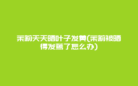 茉莉天天晒叶子发黄(茉莉被晒得发蔫了怎么办)