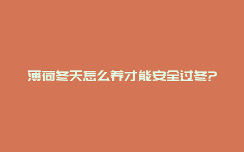 薄荷冬天怎么养才能安全过冬?