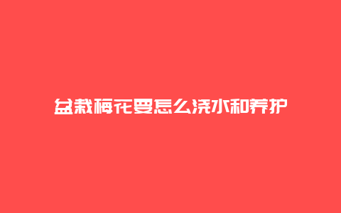 盆栽梅花要怎么浇水和养护