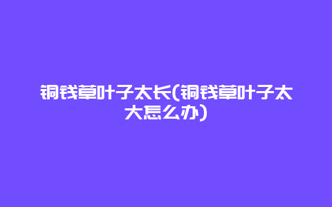 铜钱草叶子太长(铜钱草叶子太大怎么办)