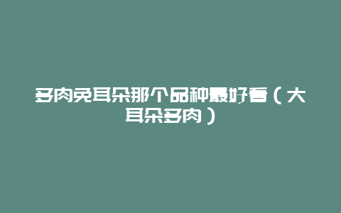 多肉免耳朵那个品种最好看（大耳朵多肉）