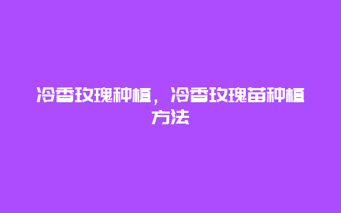 冷香玫瑰种植，冷香玫瑰苗种植方法