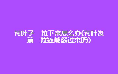 花叶子耷拉下来怎么办(花叶发蔫耷拉还能缓过来吗)