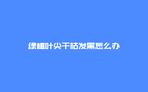 绿植叶尖干枯发黑怎么办