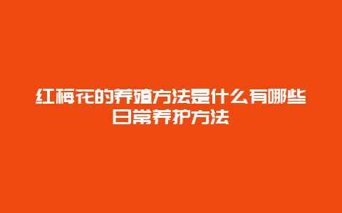 红梅花的养殖方法是什么有哪些日常养护方法