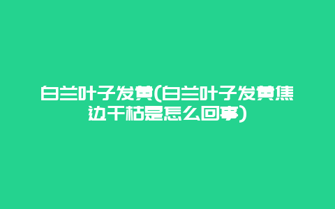 白兰叶子发黄(白兰叶子发黄焦边干枯是怎么回事)