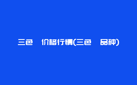 三色堇价格行情(三色堇品种)