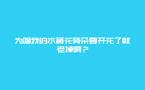 为啥我的水梅花骨朵要开花了就老掉啊？