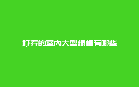 好养的室内大型绿植有哪些