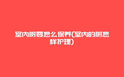 室内树要怎么保养(室内的树怎样护理)