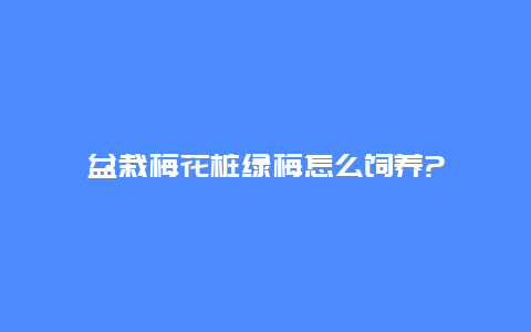 盆栽梅花桩绿梅怎么饲养?