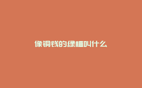 像铜钱的绿植叫什么