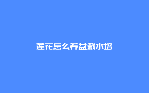 莲花怎么养盆栽水培