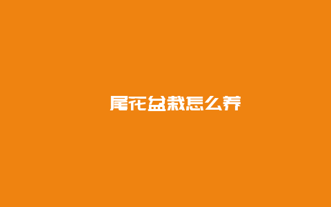 鸢尾花盆栽怎么养