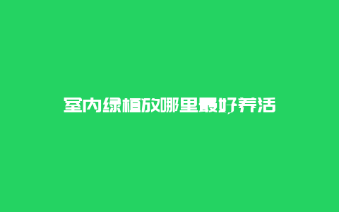 室内绿植放哪里最好养活