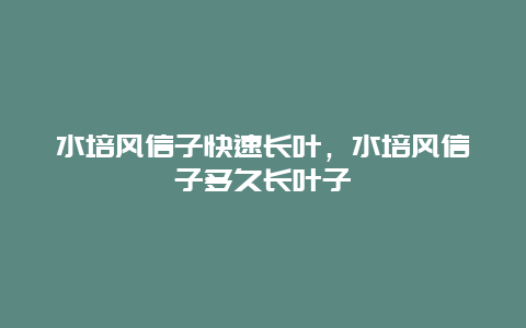 水培风信子快速长叶，水培风信子多久长叶子