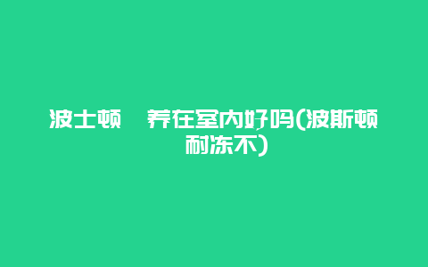 波士顿蕨养在室内好吗(波斯顿蕨耐冻不)