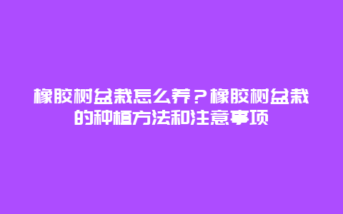 橡胶树盆栽怎么养？橡胶树盆栽的种植方法和注意事项