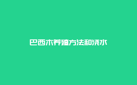 巴西木养殖方法和浇水