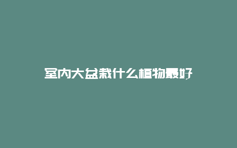 室内大盆栽什么植物最好