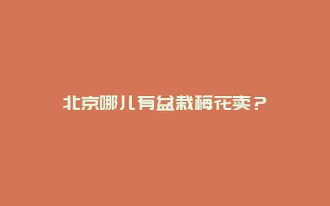 北京哪儿有盆栽梅花卖？