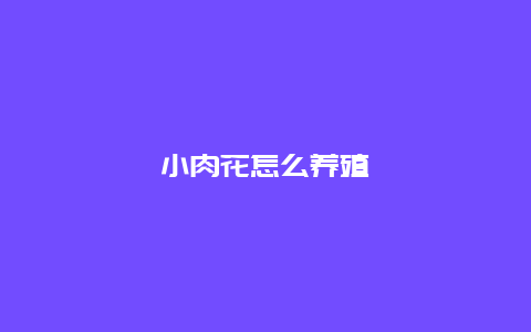 小肉花怎么养殖