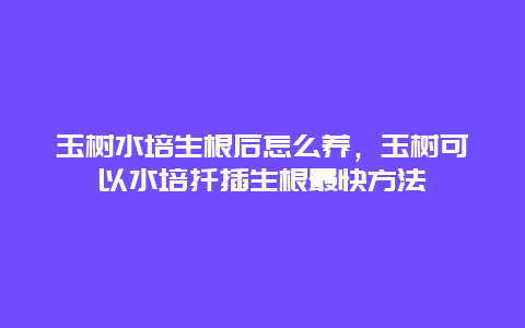 玉树水培生根后怎么养，玉树可以水培扦插生根最快方法