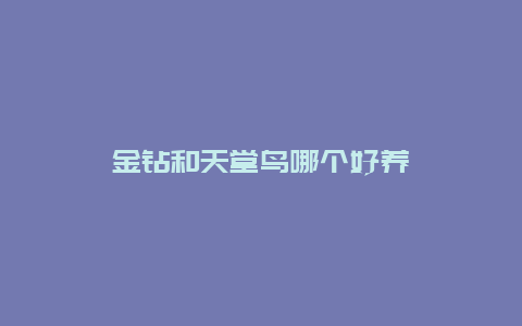 金钻和天堂鸟哪个好养