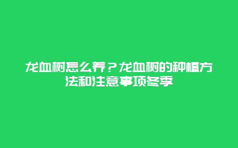 龙血树怎么养？龙血树的种植方法和注意事项冬季