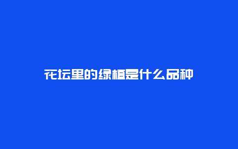 花坛里的绿植是什么品种