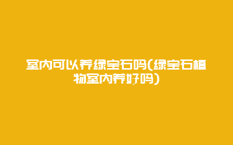 室内可以养绿宝石吗(绿宝石植物室内养好吗)