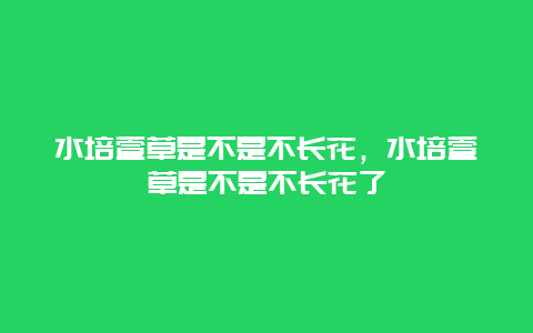 水培萱草是不是不长花，水培萱草是不是不长花了