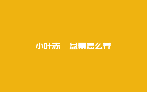 小叶赤楠盆景怎么养