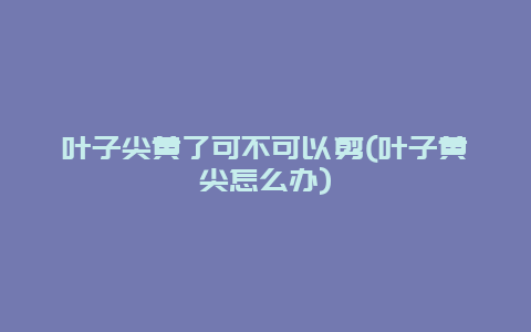 叶子尖黄了可不可以剪(叶子黄尖怎么办)