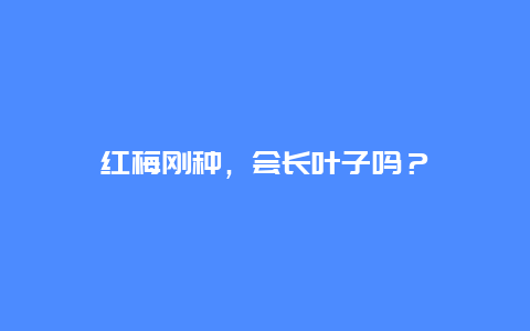 红梅刚种，会长叶子吗？