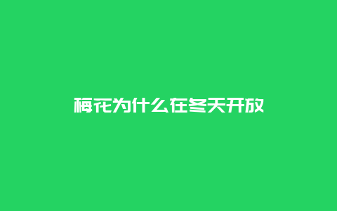 梅花为什么在冬天开放