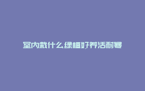 室内栽什么绿植好养活耐寒