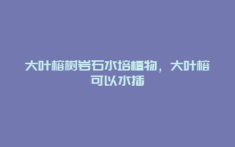 大叶榕树岩石水培植物，大叶榕可以水插