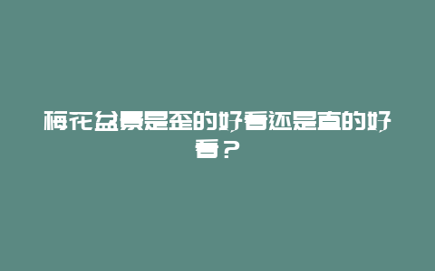 梅花盆景是歪的好看还是直的好看？