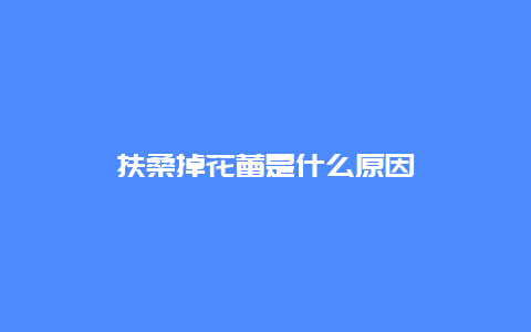 扶桑掉花蕾是什么原因