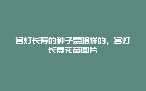 宫灯长寿的种子是啥样的，宫灯长寿花苗图片