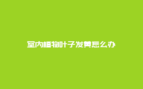 室内植物叶子发黄怎么办