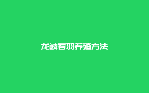 龙鳞春羽养殖方法