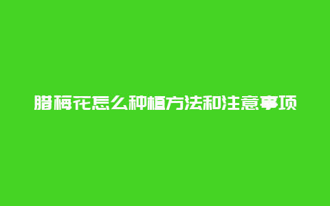 腊梅花怎么种植方法和注意事项