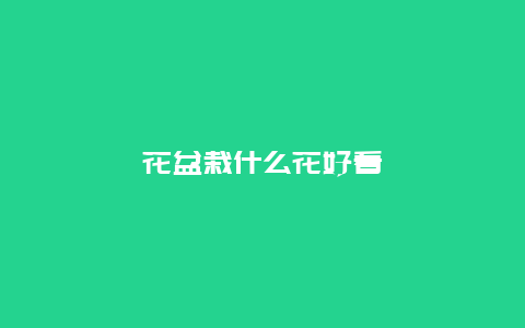 花盆栽什么花好看