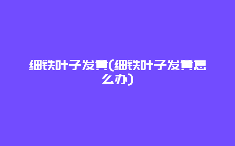 细铁叶子发黄(细铁叶子发黄怎么办)