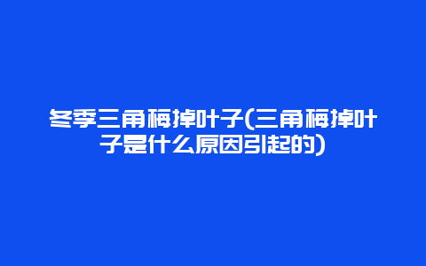 冬季三角梅掉叶子(三角梅掉叶子是什么原因引起的)